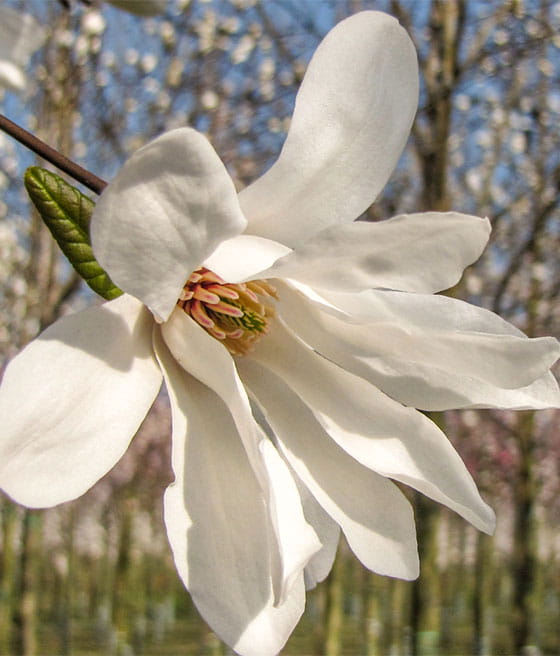 MAGNOLIA JAPOŃSKA KOBUS