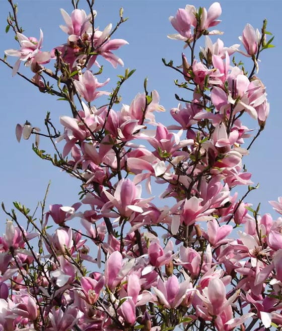 MAGNOLIA ROYAL CROWN