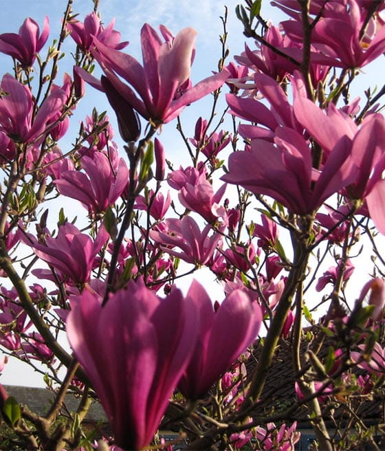 MAGNOLIA SUSAN