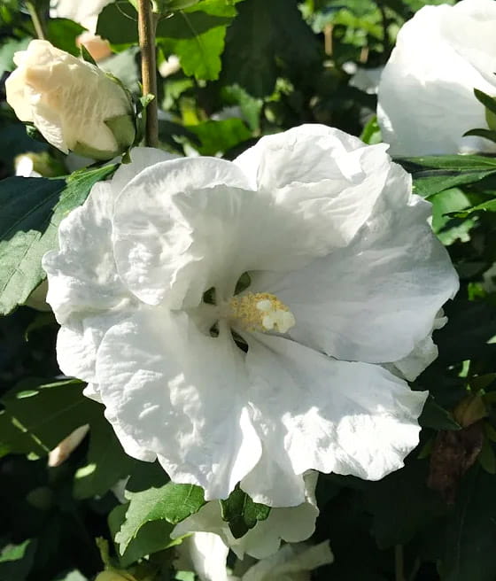 HIBISKUS WILLIAM R. SMITH - KETMIA SYRYJSKA