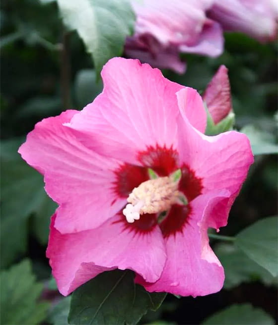HIBISKUS WOODBRIDGE - KETMIA SYRYJSKA