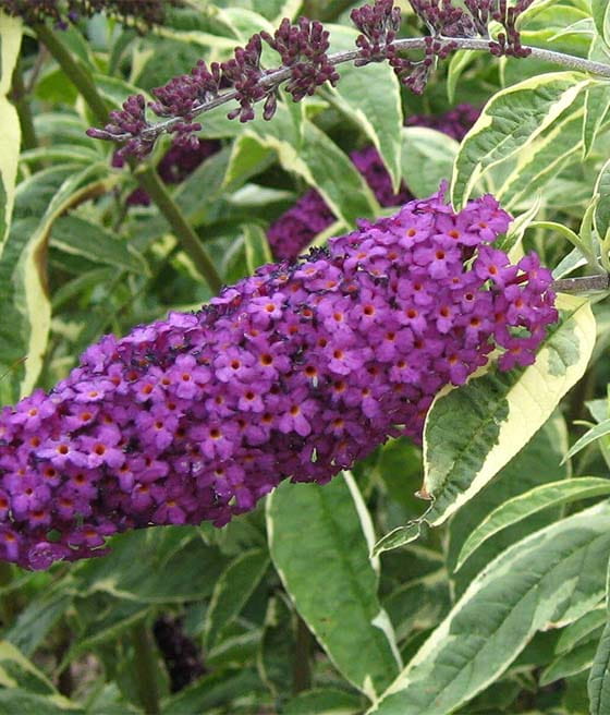 BUDLEJA DAWIDA HARLEQUIN