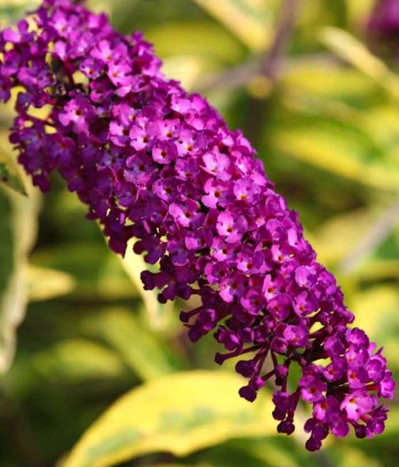 BUDLEJA DAWIDA SANTANA