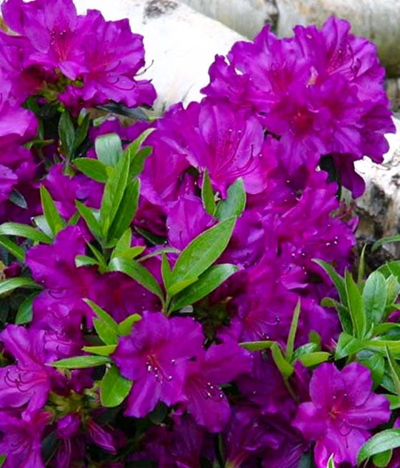 AZALIA JAPOŃSKA PURPURTRAUM