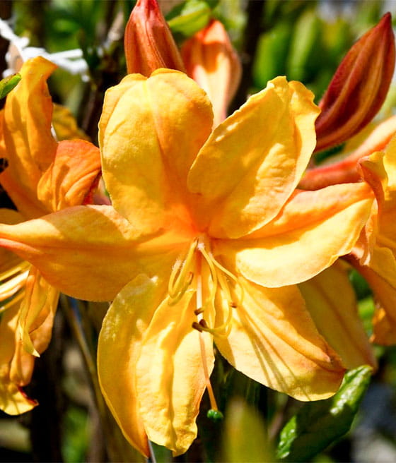 AZALIA WIELKOKWIATOWA GOLDEN LIGHTS