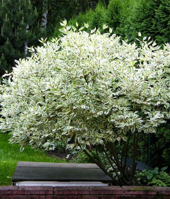 DEREŃ BIAŁY ELEGANTISSIMA