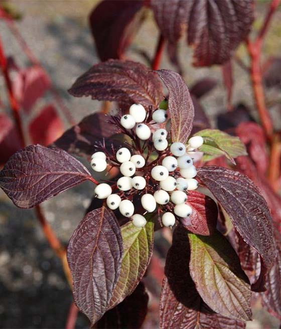 DEREŃ BIAŁY KESSELRINGII