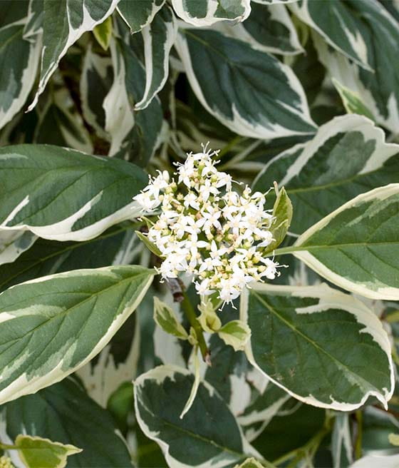 DEREŃ ROZŁOGOWY WHITE GOLD