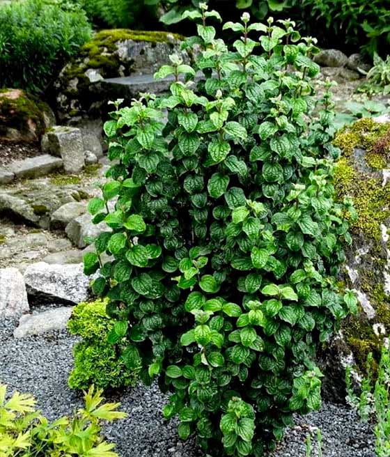 DEREŃ ŚWIDWA COMPRESSA