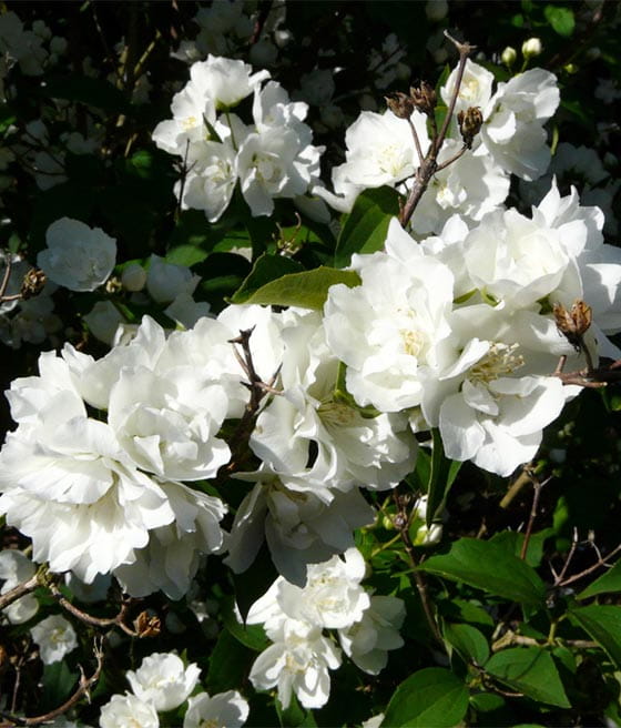 JAŚMINOWIEC BOUQUET BLANC