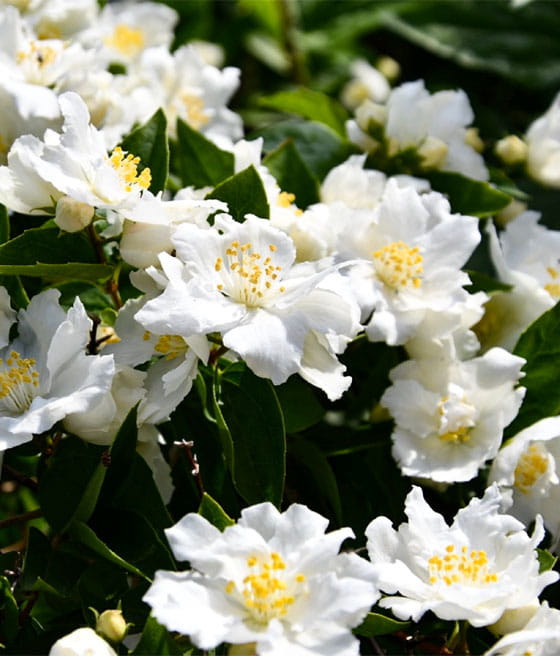 JAŚMINOWIEC DAME BLANCHE