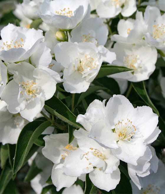 JAŚMINOWIEC LIMESTONE