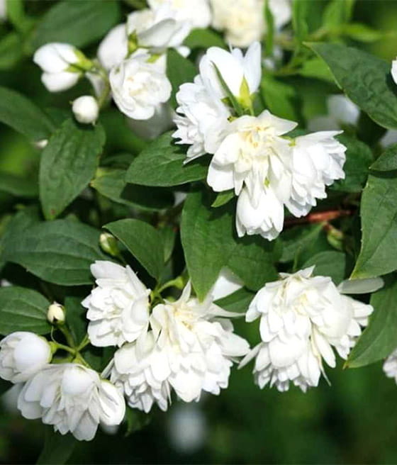 JAŚMINOWIEC MANTEAU D'HERMINE