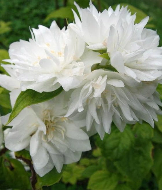 JAŚMINOWIEC MINNESOTA SNOWFLAKE