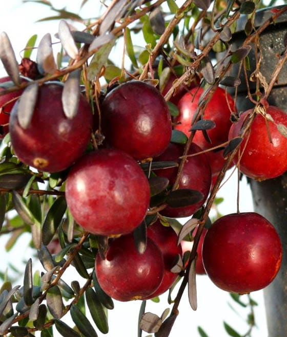 ŻURAWINA WIELKOOWOCOWA FRANKLIN