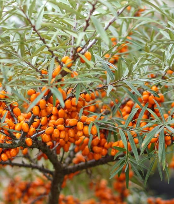 ROKITNIK ZWYCZAJNY ASKOLA