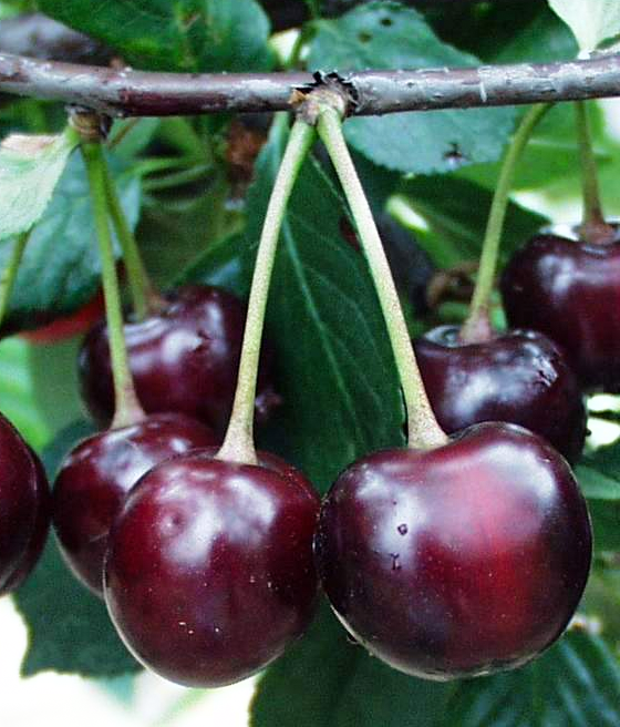 Czereśniowiśnia Hortensja