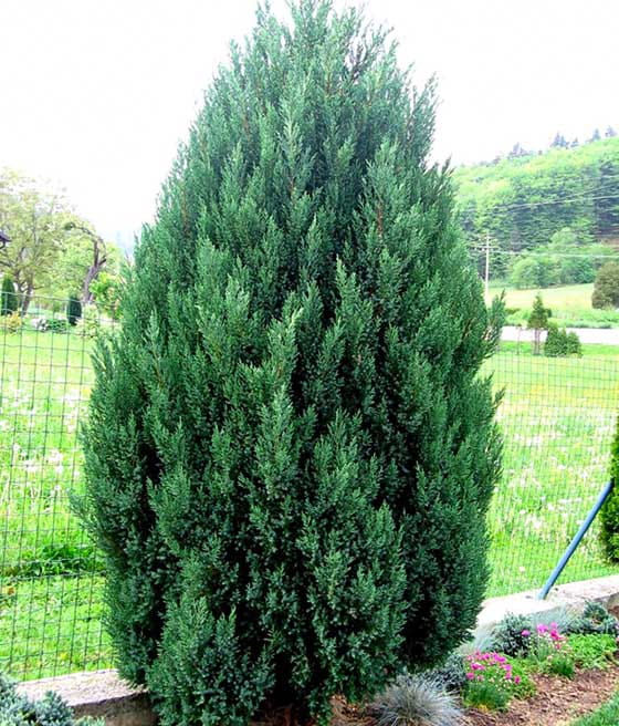 JAŁOWIEC CHIŃSKI STRICTA