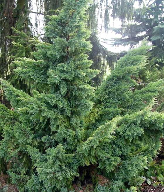 JAŁOWIEC ŁUSKOWATY HUNNETORP