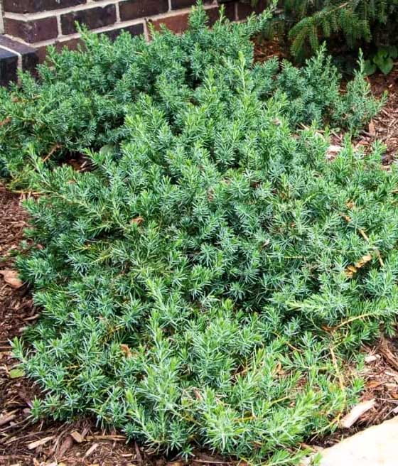 JAŁOWIEC NADBRZEŻNY BLUE PACIFIC