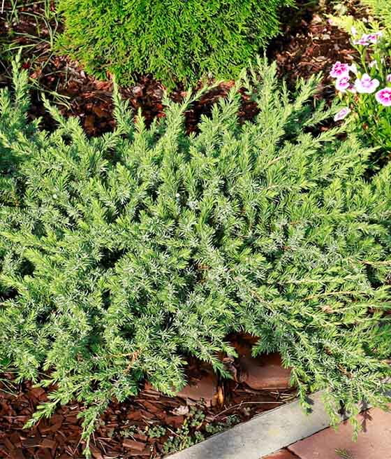 JAŁOWIEC NADBRZEŻNY SCHLAGER