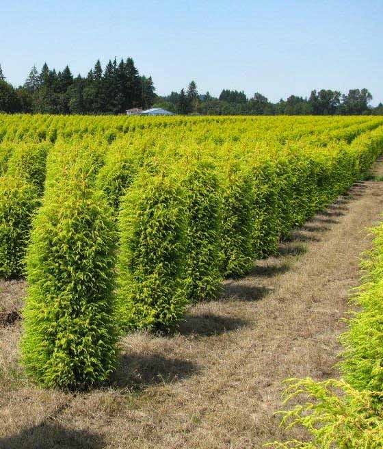 JAŁOWIEC POSPOLITY GOLD CONE