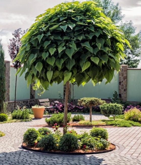 KATALPA NA PNIU KULISTA NANA