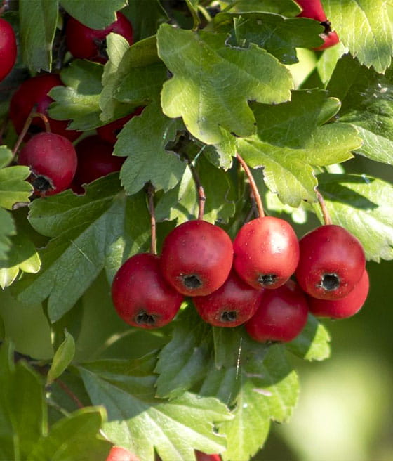 GŁÓG JADALNY STRZEPOLISTNY