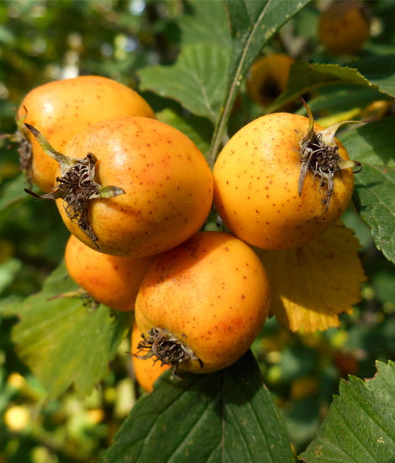 GŁÓG JADALNY CĘTKOWANY AUREA