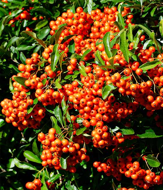 OGNIK SZKARŁATNY ORANGE GLOW