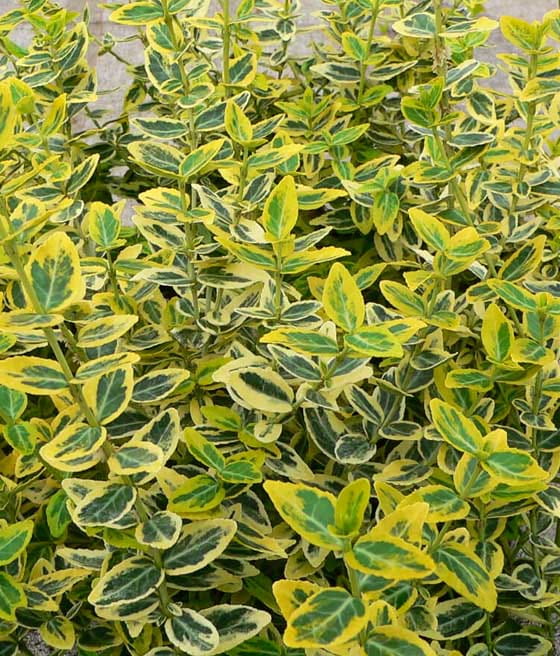 TRZMIELINA FORTUNE'A SUNSHINE