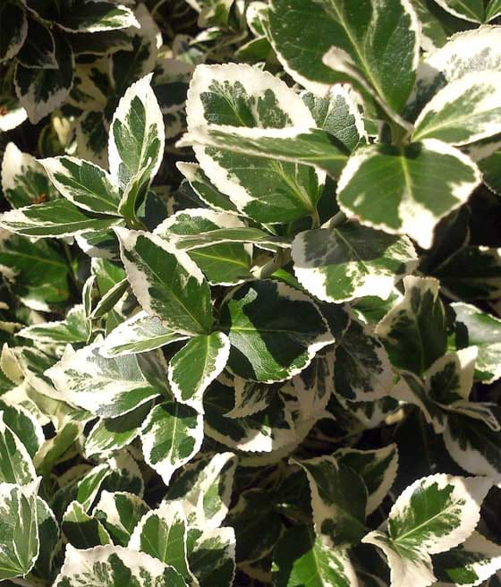 TRZMIELINA FORTUNE'A VARIEGATUS