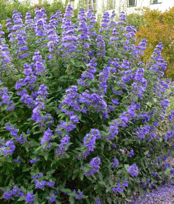 BARBULA KLADOŃSKA KEW BLUE
