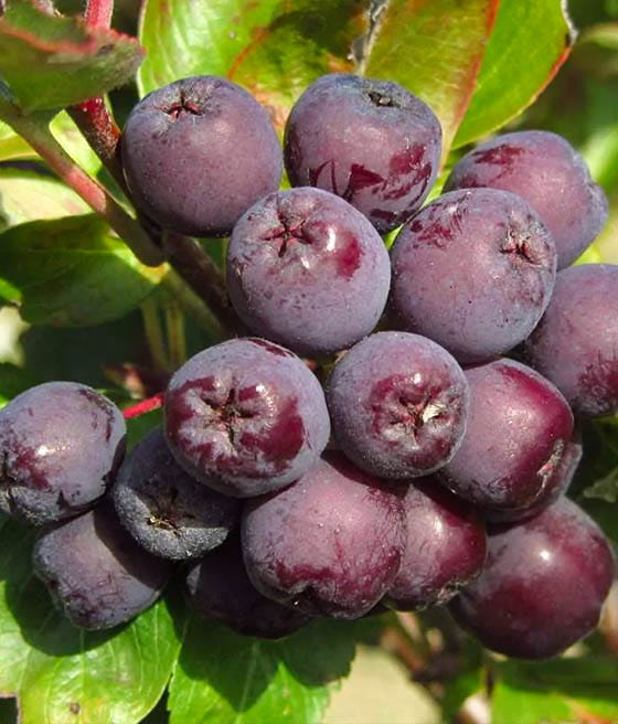 JARZĘBINA JADALNA BURKA