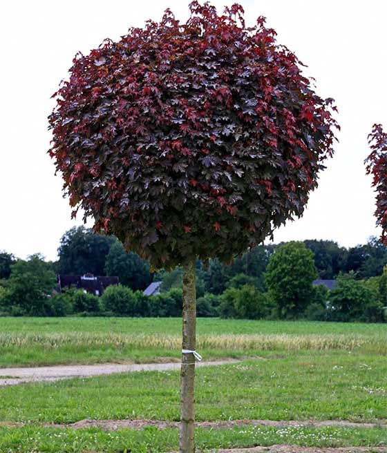 KLON POSPOLITY PURPLE GLOBE SZCZEPIONY KULISTY NA PNIU