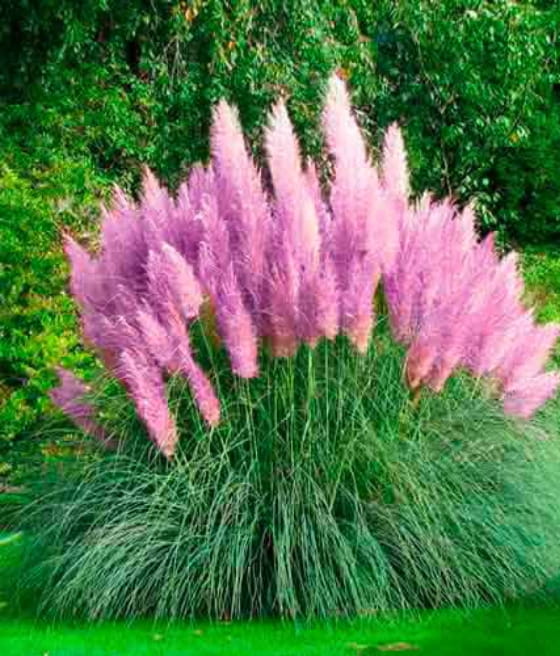 TRAWA PAMPASOWA PINK FEATHER