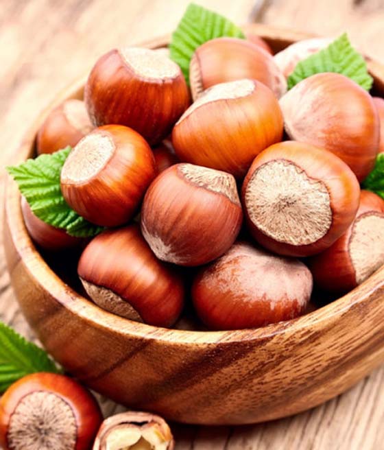 ORZECH LASKOWY OLBRZYMI Z HALLE