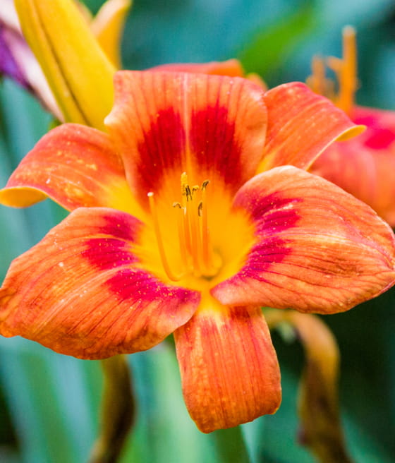 LILIOWIEC ORANGE SENSATION