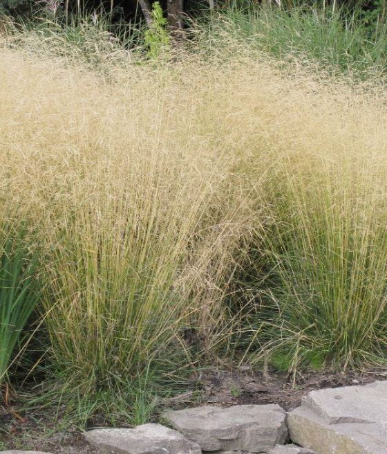 Śmiałek Darniowy Goldtau