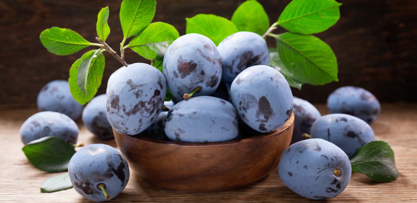 Choroby śliw i ich zwalczanie