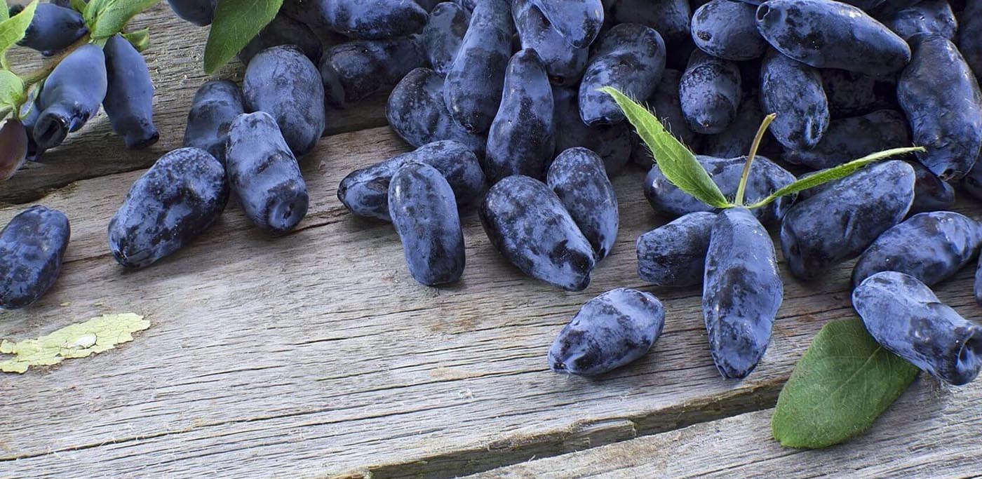 Jagoda kamczacka - cięcie, sadzenie i nawożenie