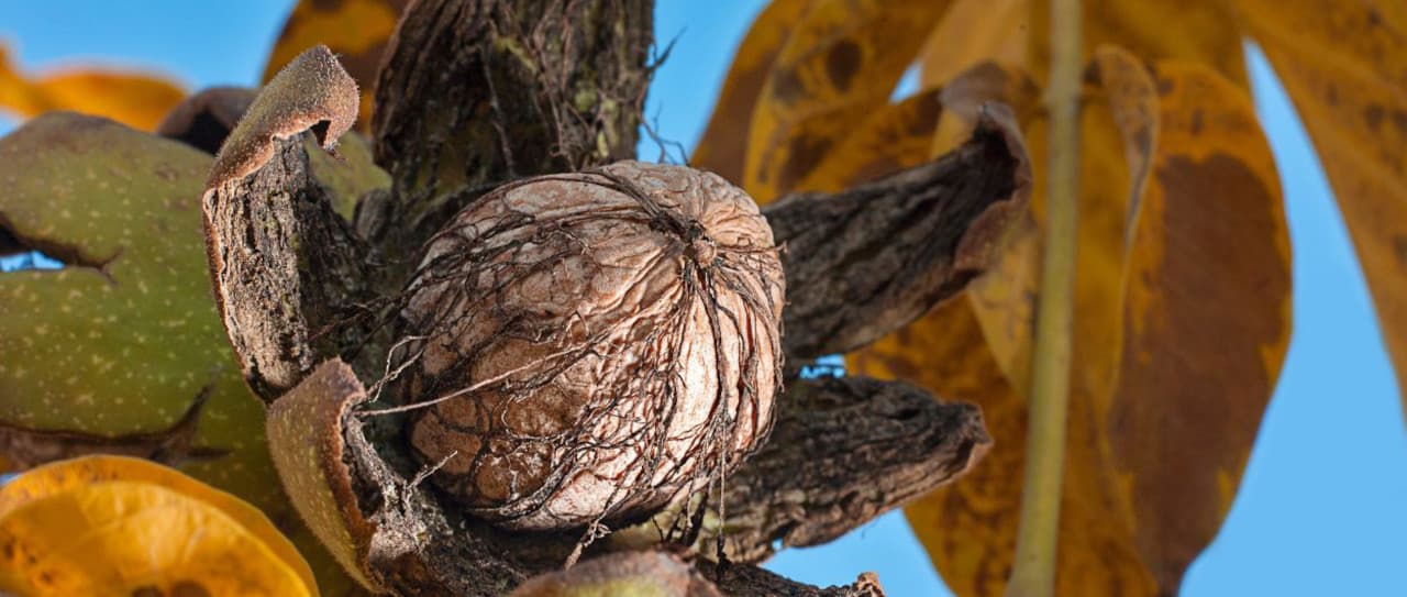 Dlaczego orzech włoski czernieje na drzewie?