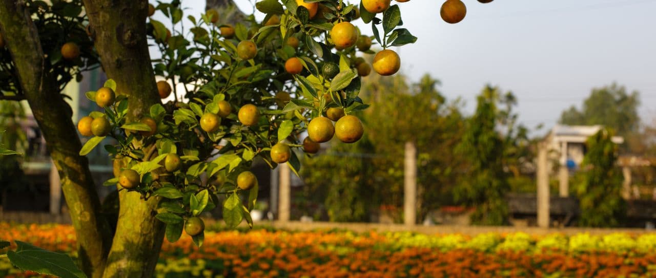 Dobry sąsiad. Co sadzić obok drzew owocowych?