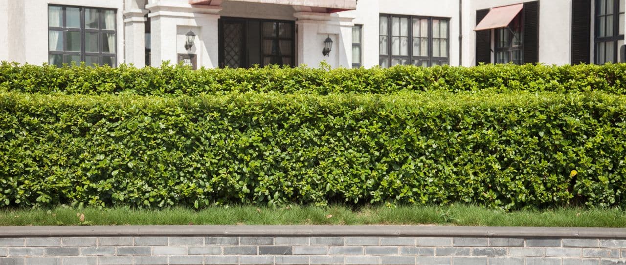 Żywopłot z krzewów owocowych – jakie krzewy wybrać?