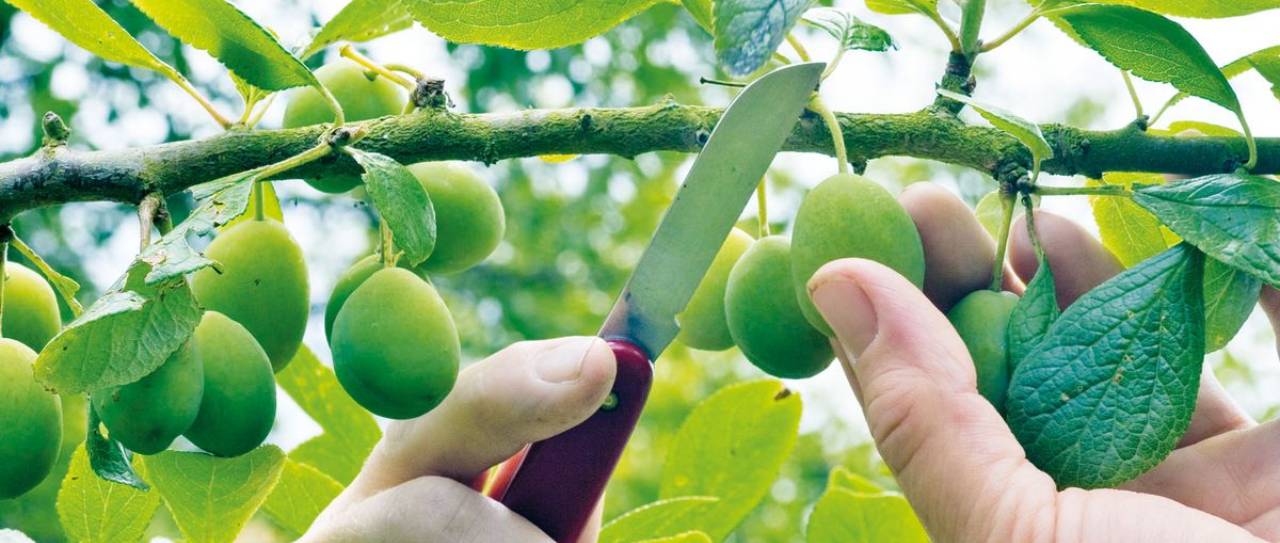 Przerzedzanie zawiązków drzew owocowych – co warto wiedzieć?