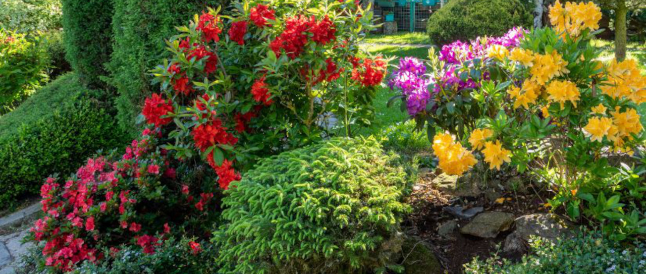 Pielęgnacja krzewów ozdobnych przez cały rok