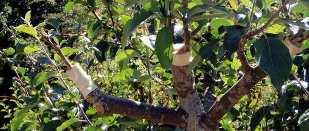 Co to jest szczepienie drzewek owocowych i na czym polega?