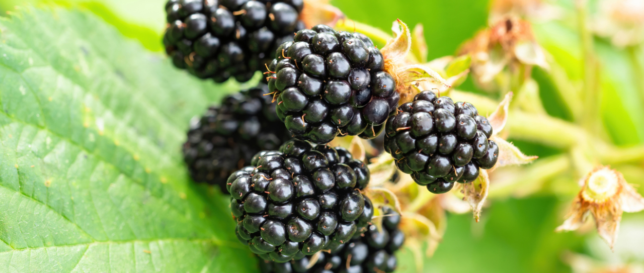 Jeżyna Bezkolcowa - uprawa, sadzenie, cięcie i polecane odmiany