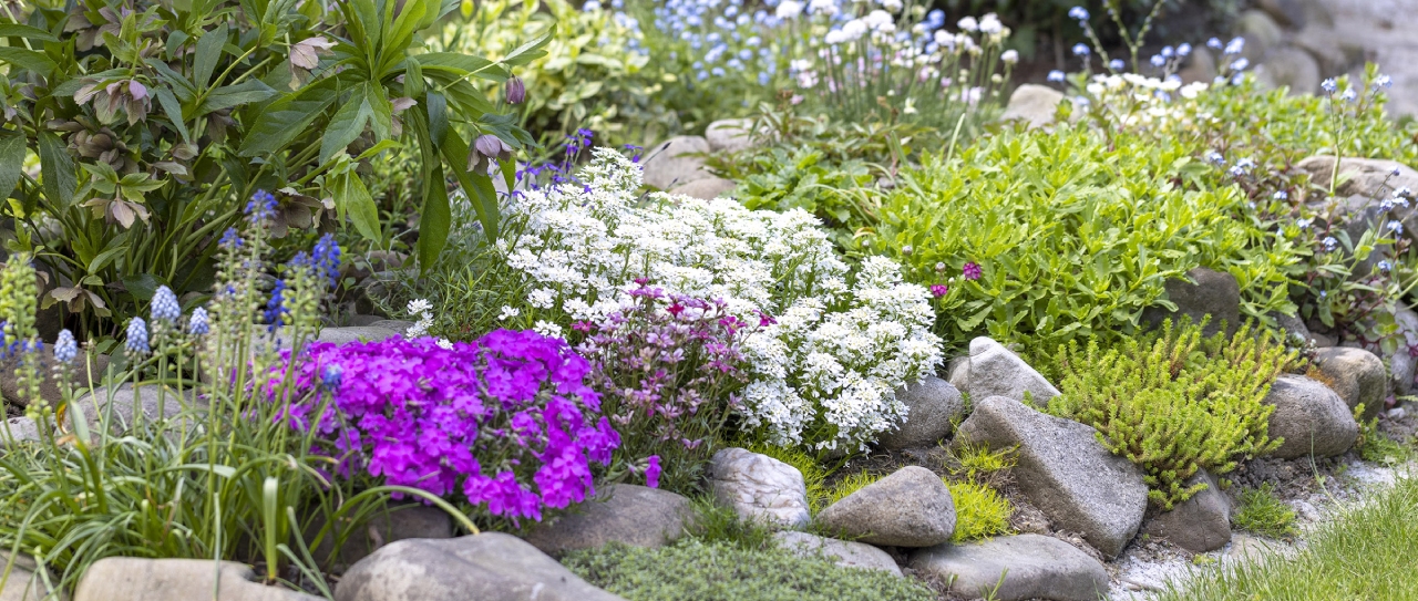 Zakładamy ogród skalny – najważniejsze zasady