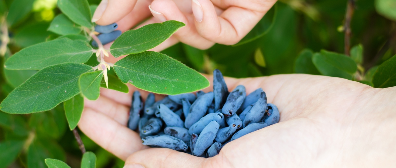 Jagoda kamczacka – dlaczego warto ją jeść?